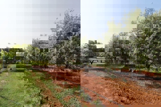 Rovigno, terreno agricolo con annesso.