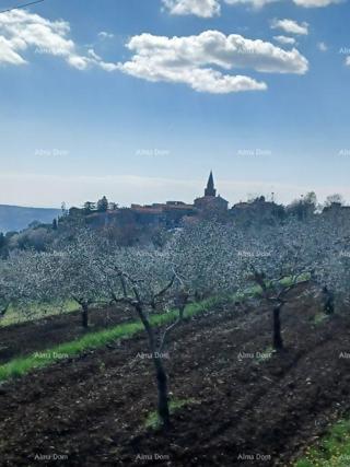 Terreno edificabile con uliveto e vista panoramica – Grožnjan