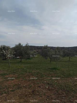 Terreno attraente, 5.716 m²,  nei dintorni di Poreč