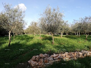 Terreno agricolo Fažana