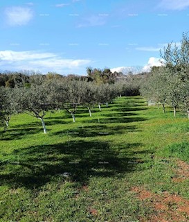 Terreno agricolo Ližnjan