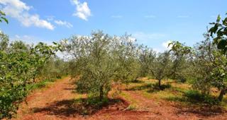 Terreno agricolo Novigrad