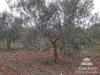 Proponiamo terreno agricolo con uliveto!