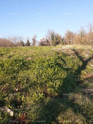 In vendita terreno a Brtonigla (Istria) – edificabile e agricolo, superficie totale di 5.000 m²