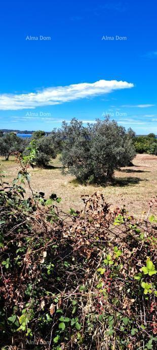 In vendita terreno agricolo – Fažana - Peroj