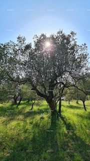 Terreno agricolo Fažana