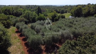 Vabriga, Istria – Due eccellenti lotti in vendita