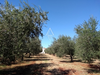 Terreno Umag, 10.292m2