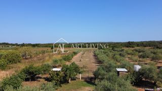 Istria, Umago, dintorni - una spaziosa proprietà con un grande uliveto e una costruzione indipendente