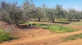 Istria, Zona di Novigrad – Splendido Terreno Agricolo con Uliveto