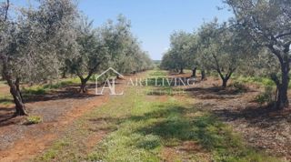 Istria, Zona di Novigrad – Terreno Agricolo di Valore con Uliveto