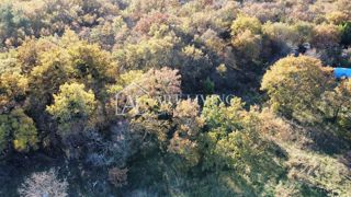 Brtonigla, dintorni – terreno agricolo – posizione tranquilla e naturale