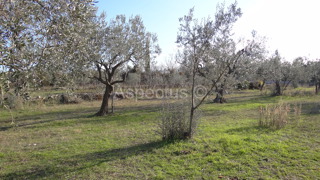 Uliveto,terra 2002m2 vicino alla zona di costruzione, Peroj