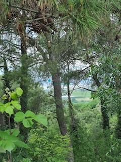 Istria, Buje, Kastel, terreno edificabile 872m2, vista mare