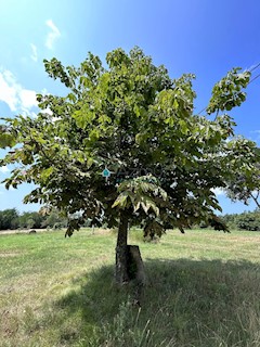 Istria, Zminj, Sostari, terreno edificabile 2201m2, elettricità, acqua, villa per le vacanze