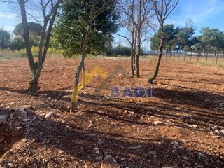 Fasana-Terreno agricolo a 50 metri dal mare
