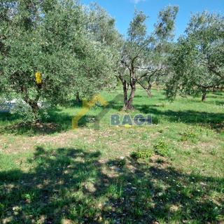 IN VENDITA-ISTRIA-JURŠIĆI-ULIVI 2037m2