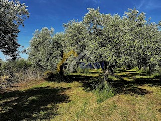 Terreno agricolo a Fasana