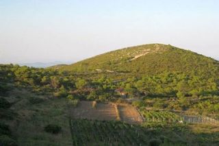 Terreno agricolo, in vendita