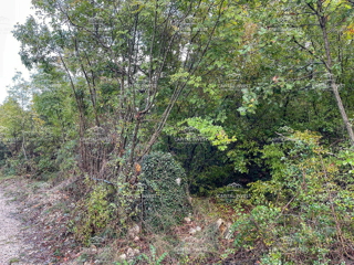 Terreno agricolo Šegotići, Krnica, Istria