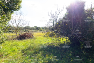 Terreno agricolo, Pola, Istria