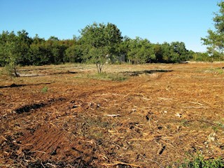 Terreno edificabile vicino al bosco, a 8 km da Parenzo – possibilità di acquisto di 2 lotti