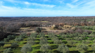 UMAG, DINTORNI, TERRENO EDIFICABILE CON MOLTO POTENZIALE