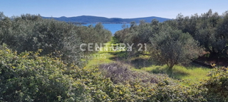 Biograd na Moru, Primorje, Sveti Filip e Jakov, si vende un oliveto ben curato.