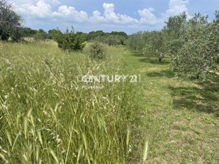 Terreno agricolo a Sveti Filippo e Giacomo di 5953 m2