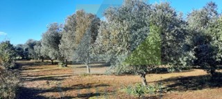 Poreč, Tar-Vabriga, Terreno agricolo, uliveto in ottima posizione