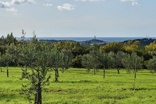 Terreno esclusivo con uliveto e progetto per una casa