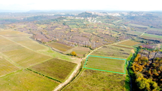 ISTRIA, BUJE - Vigneto perfetto in ottima posizione 9350 m2