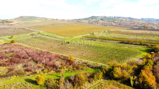 ISTRIA, BUJE - Vigneto perfetto in ottima posizione 7600 m2