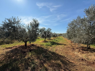 ISTRA, TAR-VABRIGA - ULIVETO A 500 M DAL MARE