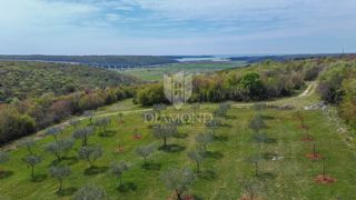 Istria, Cittanova, dintorni - uliveto ai margini della zona edificabile!