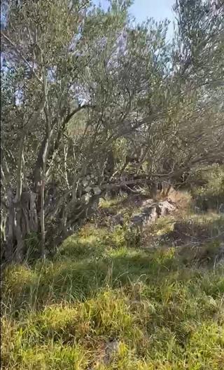 Agricolo 1665m² accanto alla zona di costruzione – Lukoran