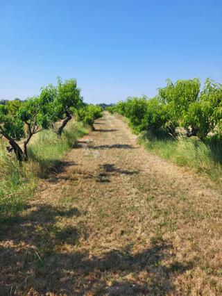 Terreno agricolo Petrijevci, 171.292m2