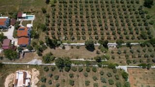 Terreno agricolo con uliveto vicino a Vodnjan, Istria