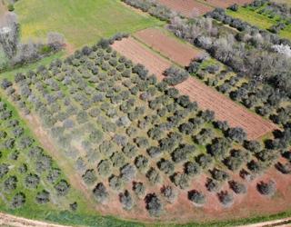 Terreno agricolo Poreč, 8.571m2