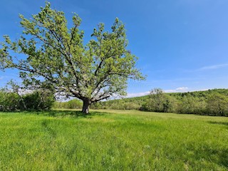 Terreno Momjan, Buje, 3.626m2