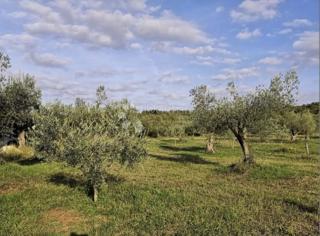 Terreno agricolo Rovinjsko Selo, Rovinj, 7.511m2