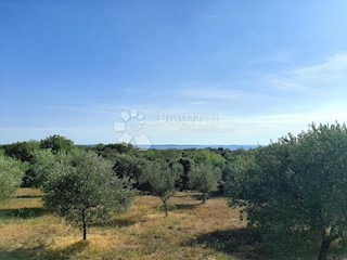 Esclusivo! Terreno agricolo con vista mare