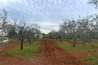 Terreno Vižinada, 5.832m2