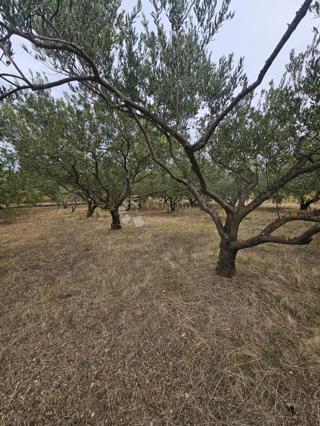 Terreno agricolo Kaštel Štafilić, Kaštela, 1.000m2