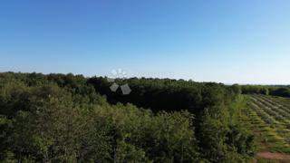 Terreno agricolo Kaštelir, Kaštelir-Labinci, 32.620m2