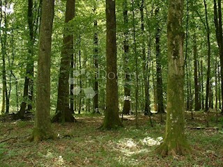 Terreno Žbandaj, Poreč, 13.812m2