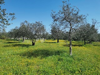 Terreno Fažana, 2.100m2