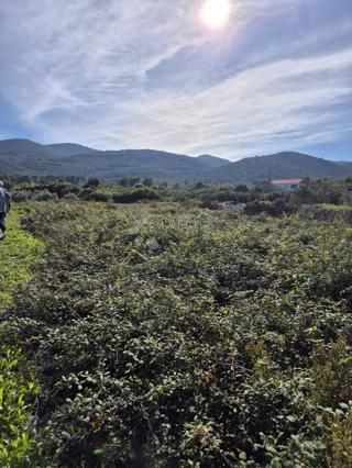 Terreno Račišće, Korčula, 852m2