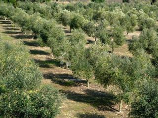 Terreno agricolo Žuntići, Kanfanar, 5.312m2