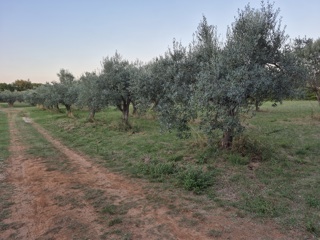 Terreno agricolo Mali Vareški, Marčana, 4.503m2